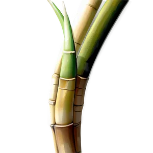 Sugarcane B PNG image