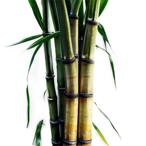 Sugarcane C PNG image