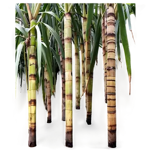 Sugarcane Cultivation Area PNG Wah