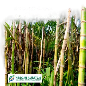 Sugarcane Ethanol Production PNG 06262024