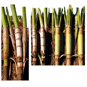 Sugarcane Ethanol Production PNG 06262024