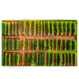 Sugarcane Field Aerial View PNG 06262024 PNG