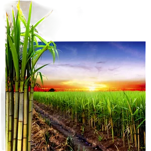 Sugarcane Field At Sunset PNG Uai84
