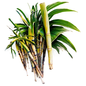 Sugarcane Harvest Festival PNG Jnw15 PNG