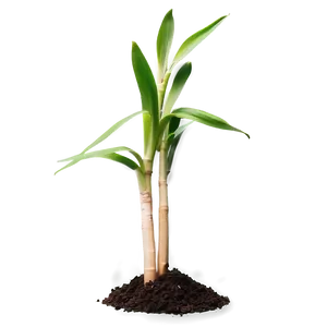 Sugarcane Seedling Growing PNG 06262024