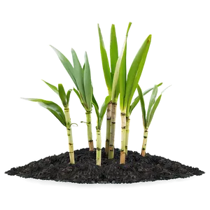 Sugarcane Seedling Growing PNG Lcs PNG