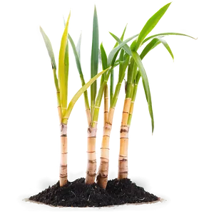 Sugarcane Seedling Growing PNG Tya