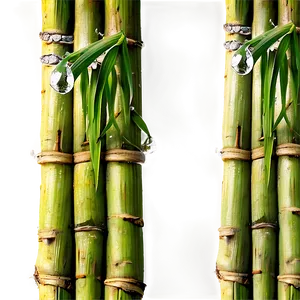 Sugarcane With Dew Drops PNG Oue PNG