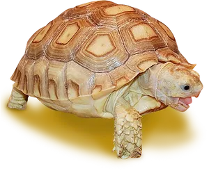 Sulcata Tortoise Yawningon Yellow Background PNG image