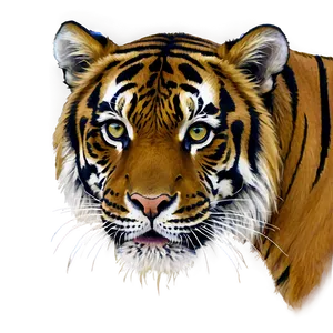 Sumatran Tiger Gaze PNG 06252024 PNG