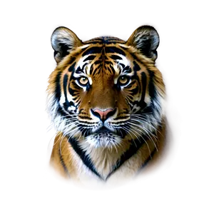 Sumatran Tiger Gaze PNG Acr12