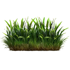 Summer Green Grass Png 06262024 PNG image