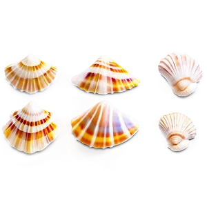Summer Seashell Collection PNG Iyh