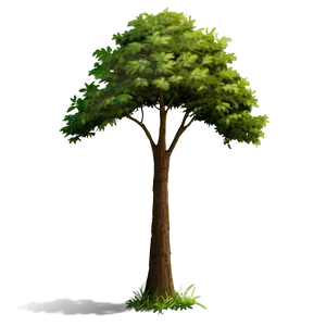 Summer Tree Elevation PNG 06262024