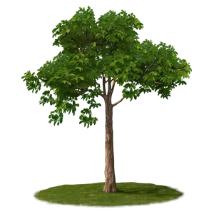 Summer Tree Elevation PNG 56