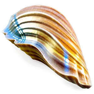 Summer Vibes Seashell PNG 06252024