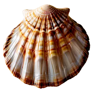 Summer Vibes Seashell PNG Uka