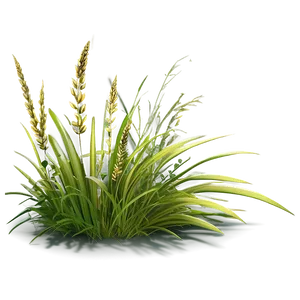 Summer Wild Grass Png 78 PNG image