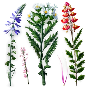 Summer Wildflowers PNG Xws38