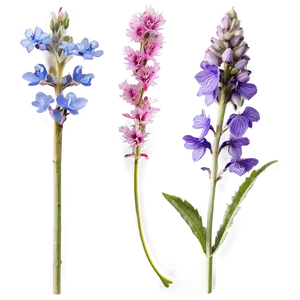 Summer Wildflowers PNG Yhu