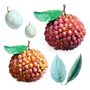 Summery Lychee PNG 66
