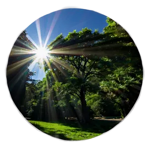 Sun Flare Through Trees PNG 7 PNG