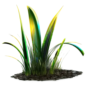 Sun-loving Grass PNG 06212024