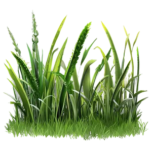 Sun-loving Grass PNG Jqf PNG