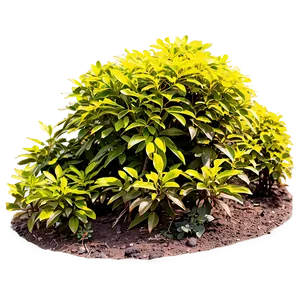 Sun Loving Shrubs Png 92 PNG image