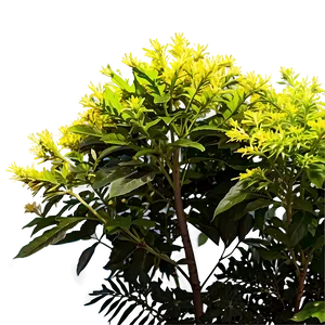 Sun Loving Shrubs PNG Hri PNG