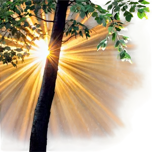 Sun Rays Through Trees PNG 05242024