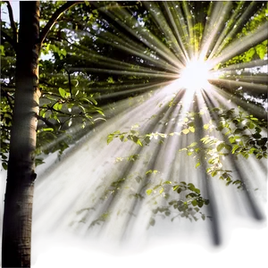 Sun Rays Through Trees Png Uqr PNG image