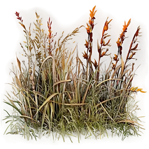 Sun Scorched Grass Png Qwb PNG image