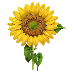 Sunflower And Clouds PNG Tbk PNG
