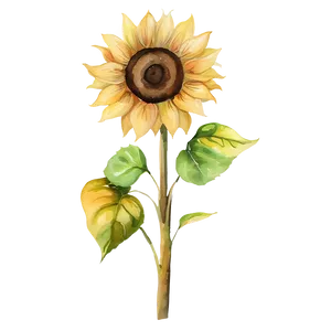 Sunflower Beauty Watercolor Art Png 06272024 PNG image