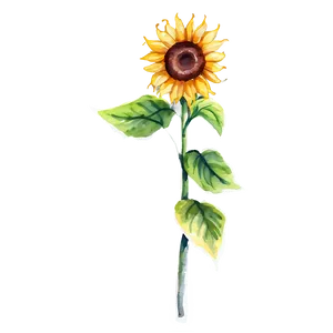 Sunflower Beauty Watercolor Art Png 06272024 PNG image