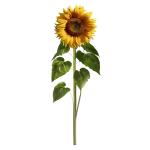 Sunflower Border PNG 05032024