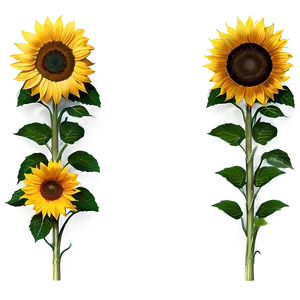 Sunflower Border Transparent PNG 05262024 PNG