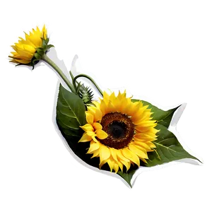 Sunflower Bouquet Png 05032024 PNG image