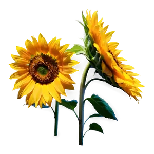 Sunflower C PNG image