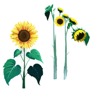 Sunflower Clipart No Background Png 05262024 PNG image