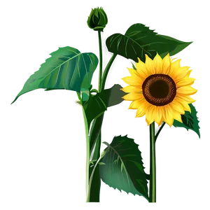 Sunflower Clipart PNG 05252024 PNG