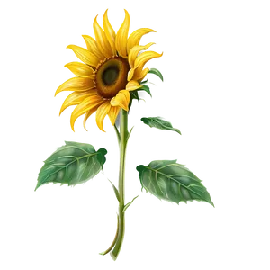 Sunflower Clipart PNG Vjs61