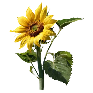 Sunflower D PNG image