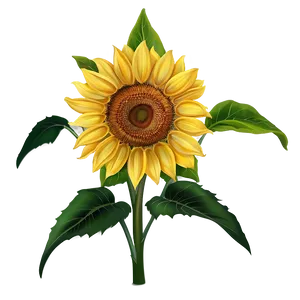 Sunflower Drawing Png 83 PNG image