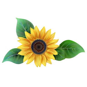 Sunflower Drawing PNG Kiv