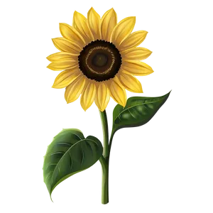 Sunflower Drawing Transparent Png 05262024 PNG image