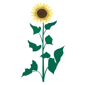 Sunflower Drawing Transparent PNG Rtp