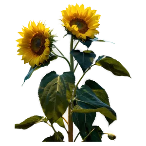 Sunflower Field At Dusk Photo PNG 05212024