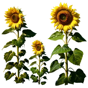 Sunflower Field At Dusk Photo PNG Pye
